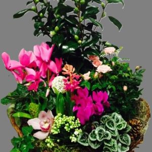 Coupe de plante "Eternité"