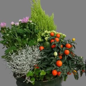 Coupe de plante "Jardin D'Hiver"