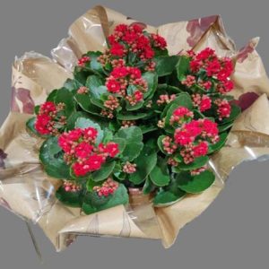 Coupe de plante "Jardin Eternel"